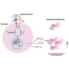 Frontiers  Fatty acid uptake in Trypanosoma brucei: Host resources and  possible mechanisms