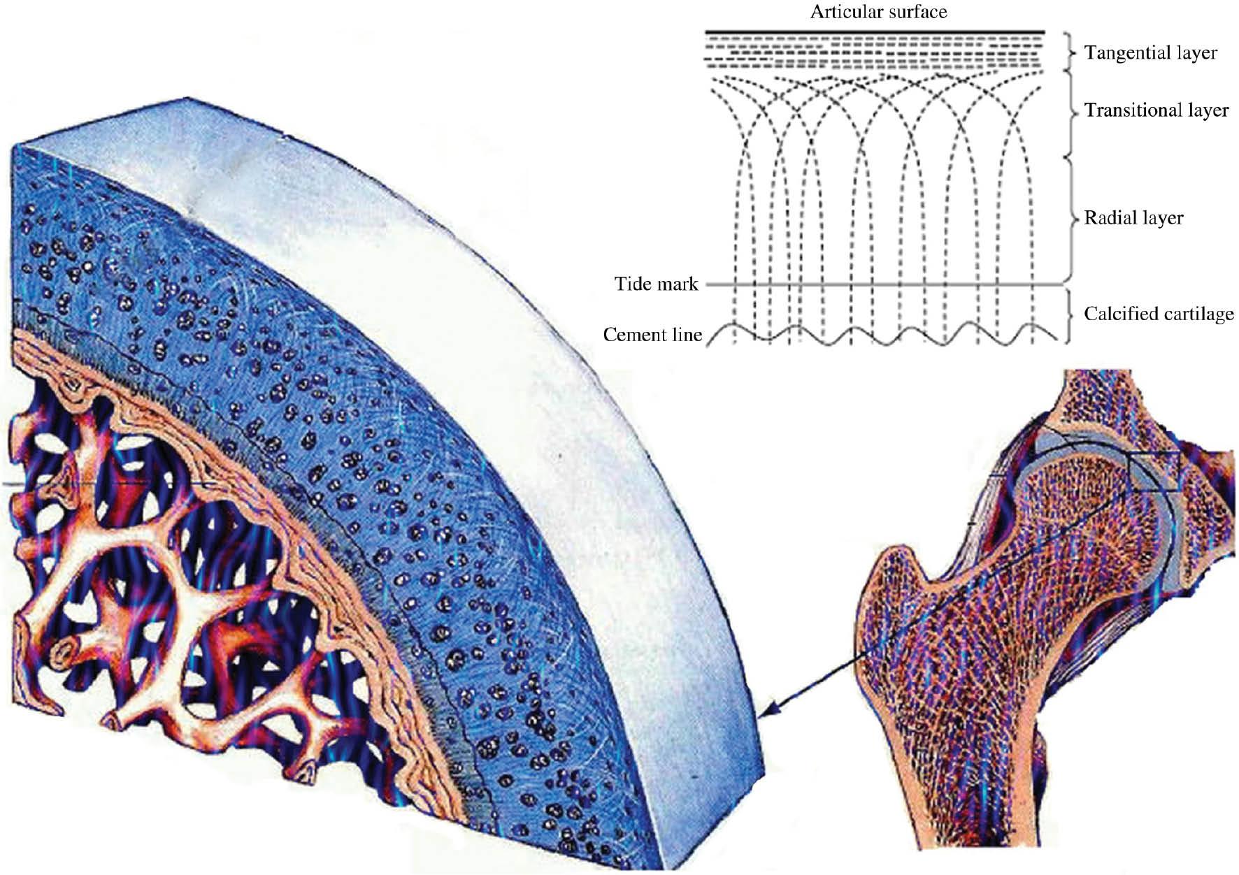 Complex structure of the bone–cartilage interface.