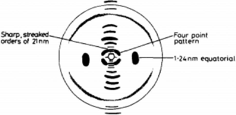 A schematic of diffraction results for bovine lens capsule obtained in earlier studies by others.