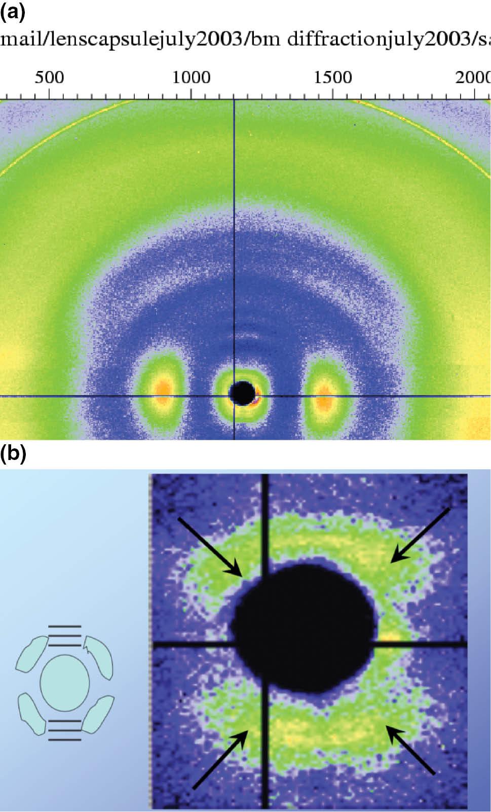 Figure 4 shows a small-angle scattering pattern for dried equine lens capsule of young tissue.